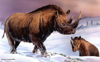 Illustration for article titled This Is The First Baby Wooly Rhinoceros Ever Discovered